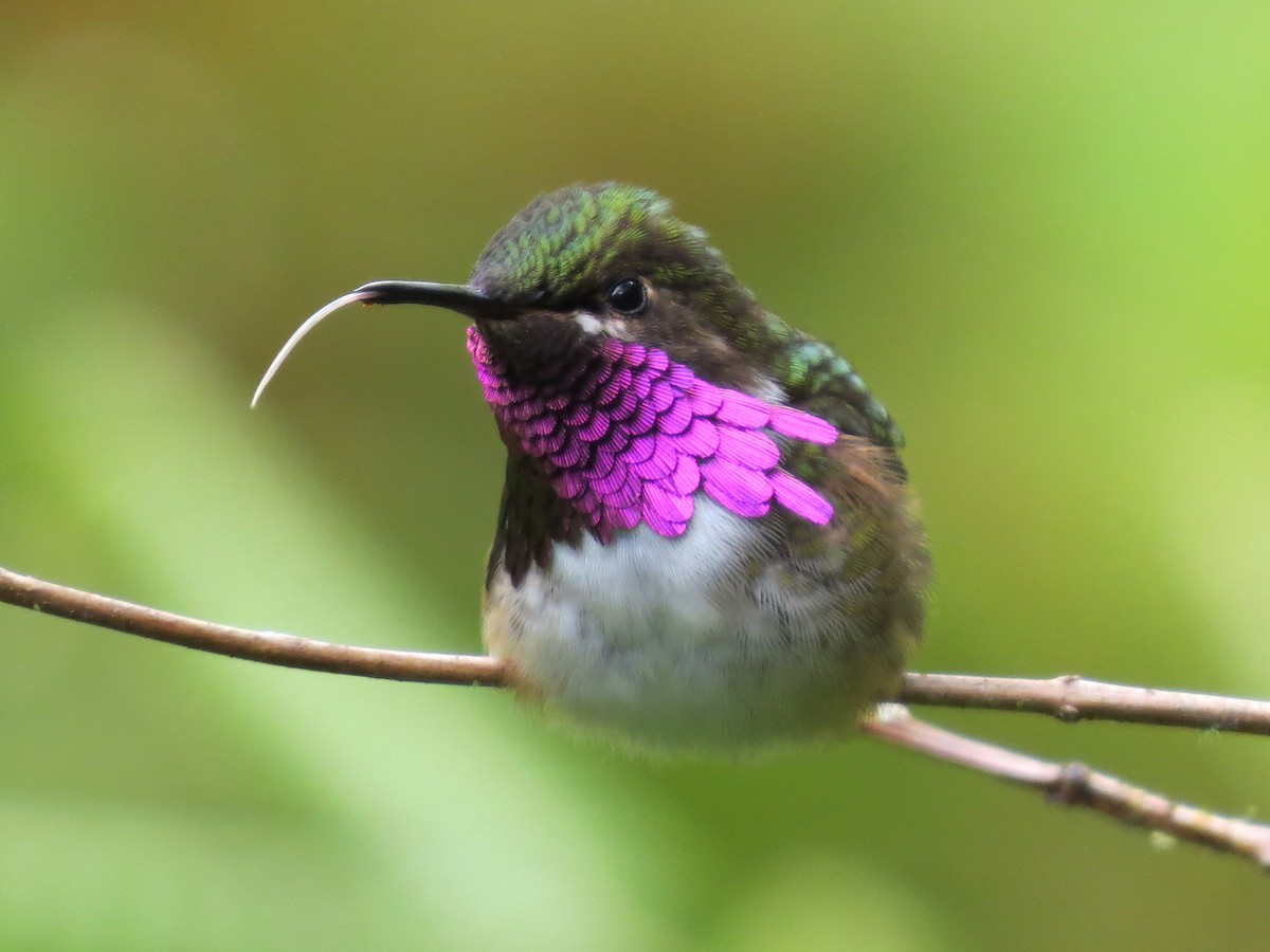 Wine-throated Hummingbird - ML90002811