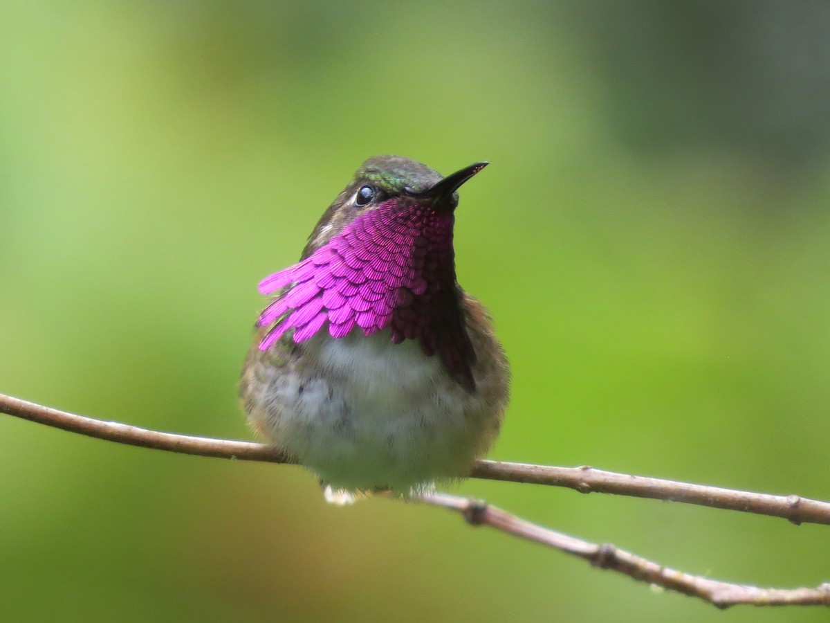 Wine-throated Hummingbird - John van Dort