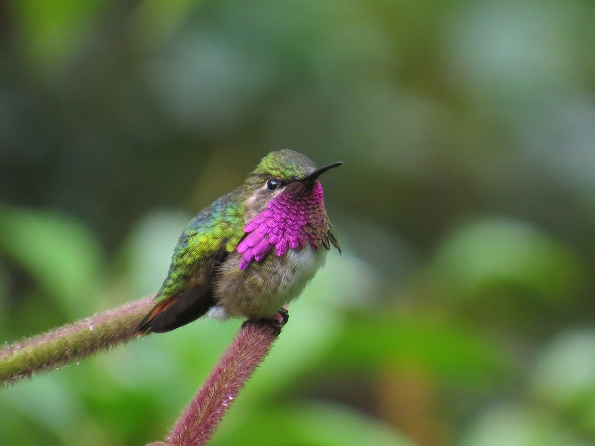 Colibrí de Elliot - ML90003251