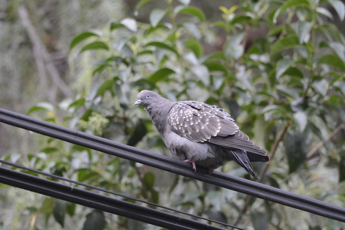Spot-winged Pigeon - ML90003271