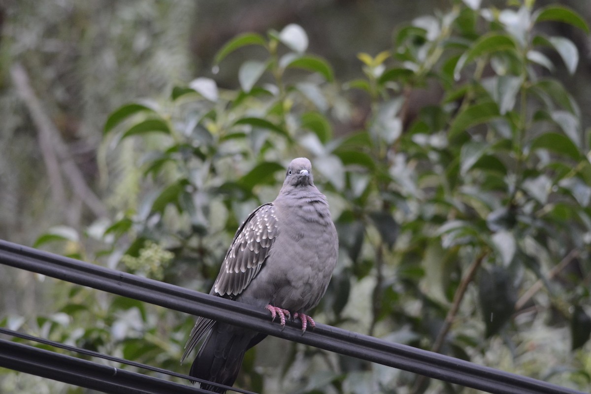 Spot-winged Pigeon - ML90003431