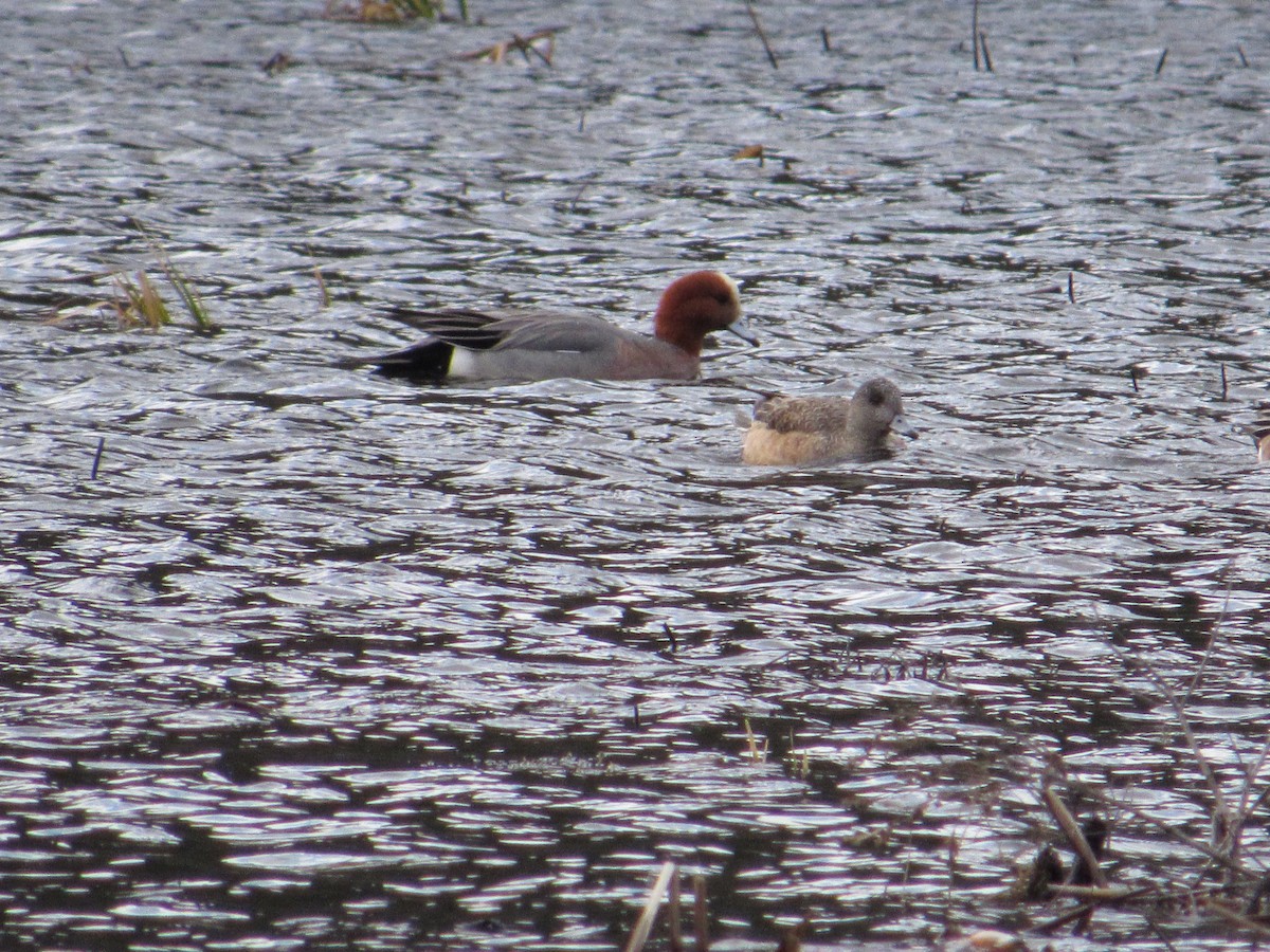 Eurasian Wigeon - scott baldinger