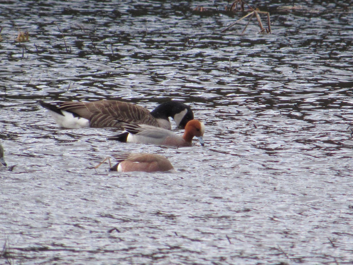 Eurasian Wigeon - scott baldinger