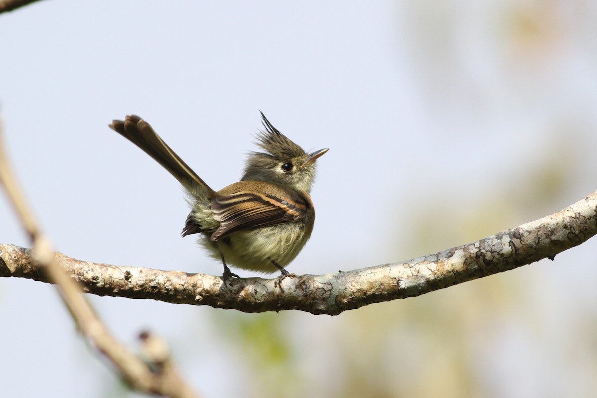 Belted Flycatcher - ML90007631