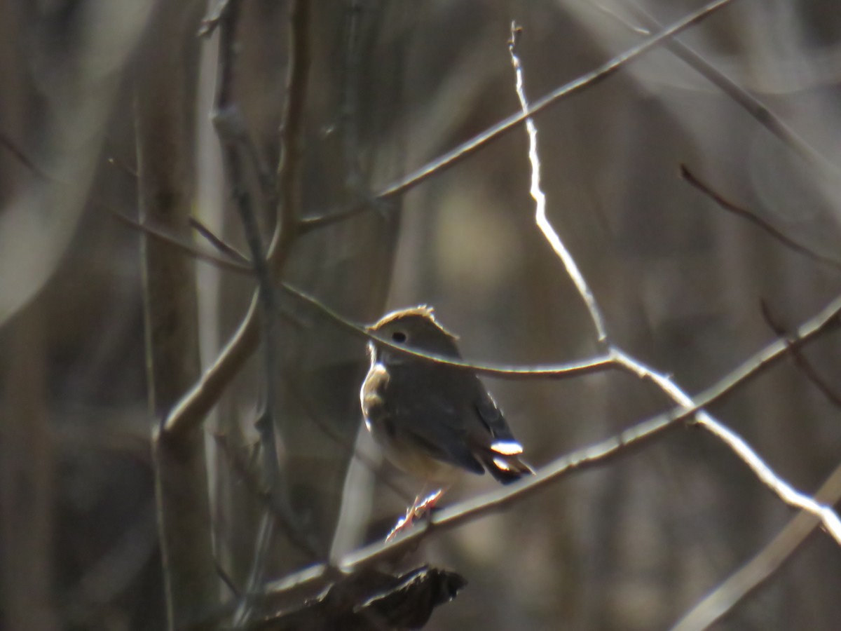 Hermit Thrush - ML90009431