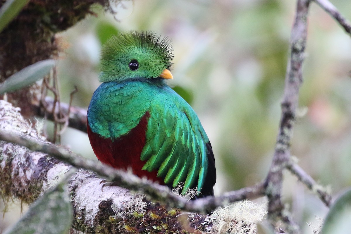 Resplendent Quetzal - ML90009891