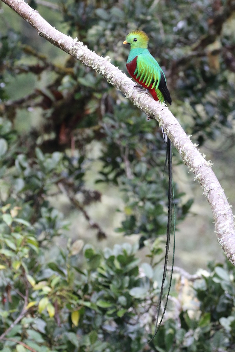 Resplendent Quetzal - ML90009961