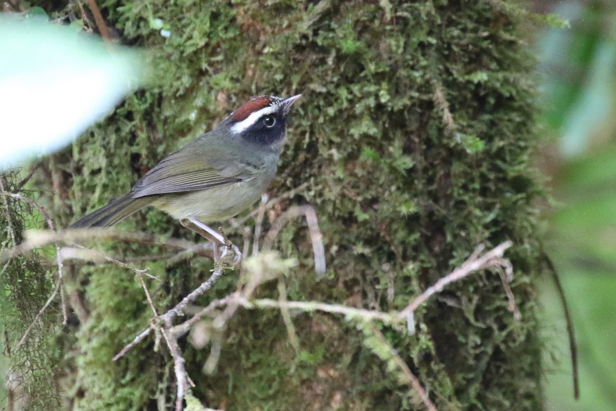 Black-cheeked Warbler - Stu Elsom