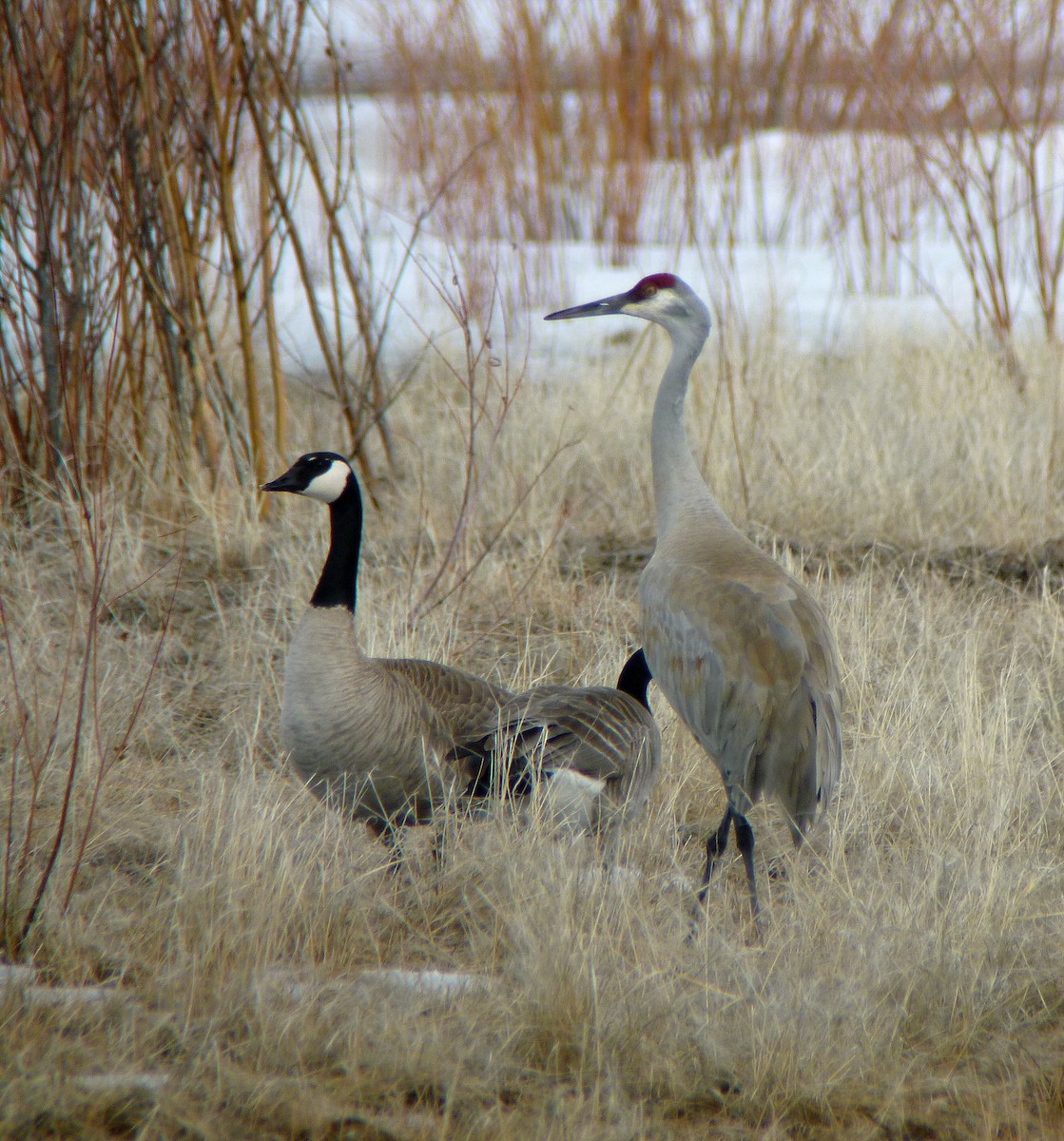 Sandhill Crane - Nate Kohler