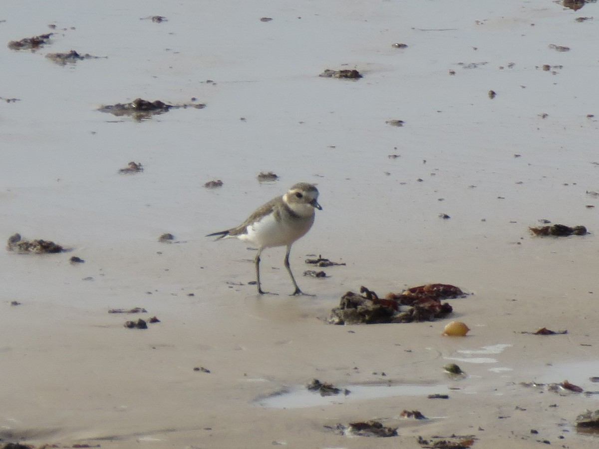 Double-banded Plover - Jennifer Smith
