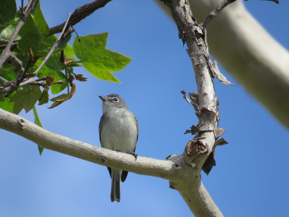 Vireo Plomizo - ML90015541