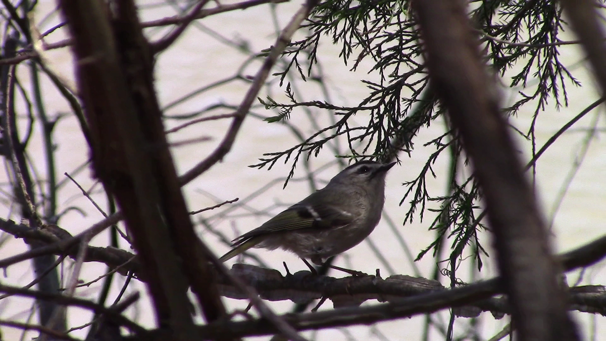 Golden-crowned Kinglet - ML90016261