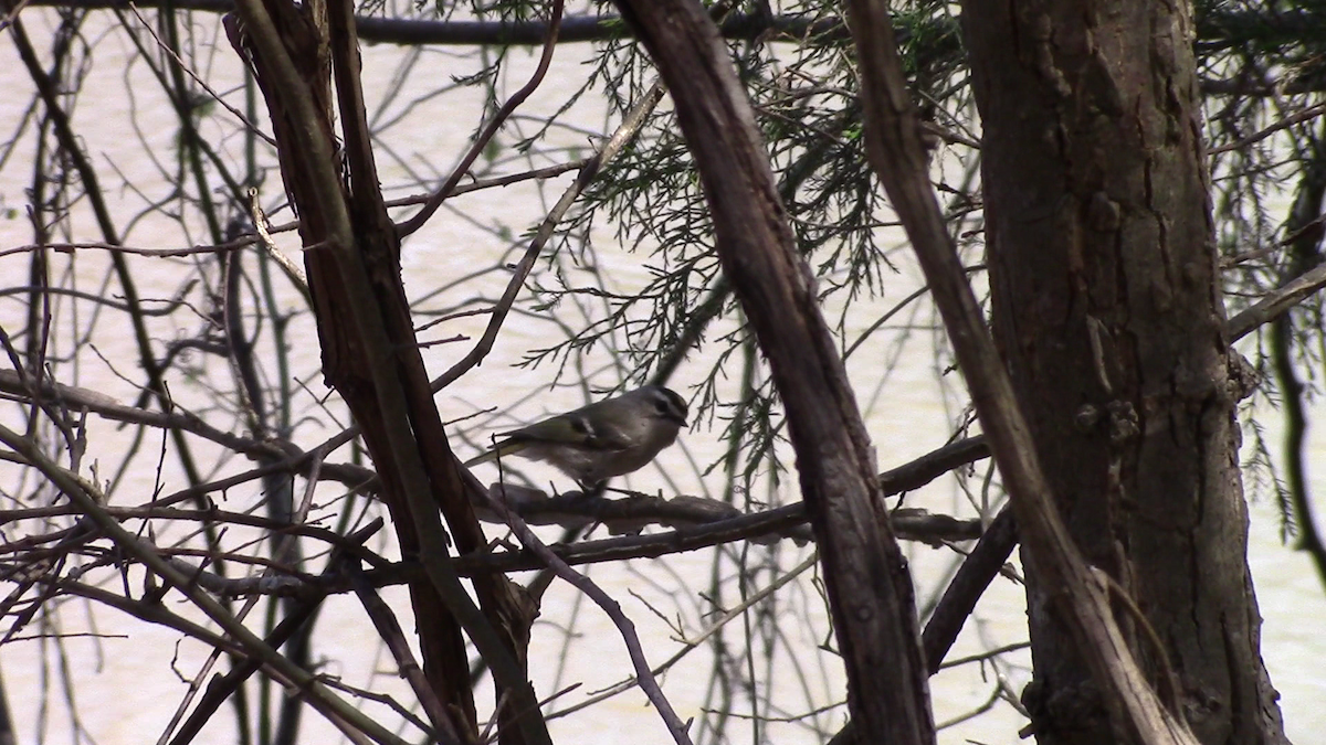 Golden-crowned Kinglet - ML90016271