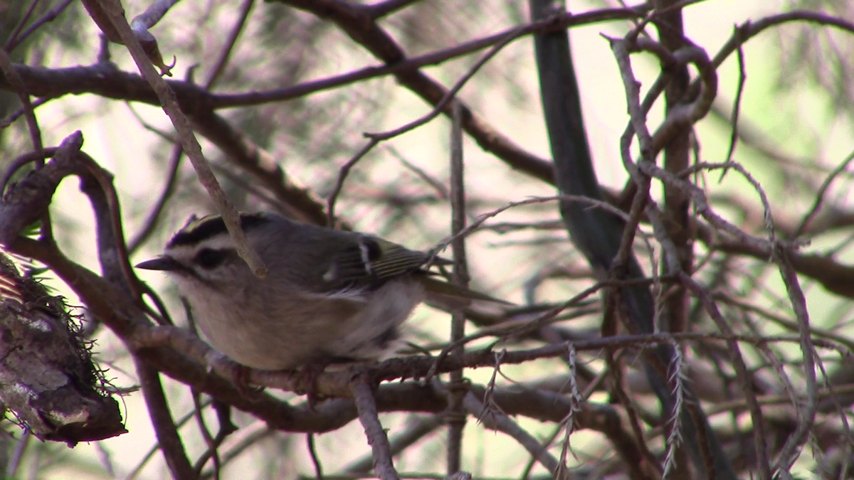 Golden-crowned Kinglet - ML90016291