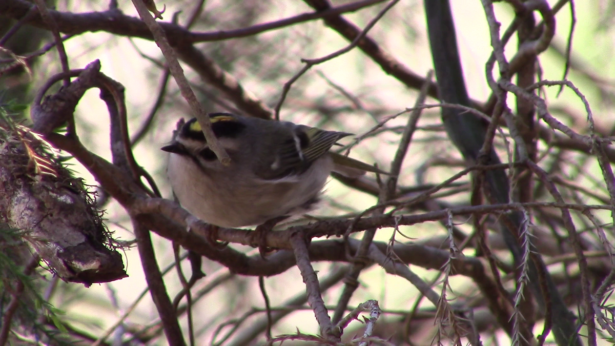 Golden-crowned Kinglet - ML90016351
