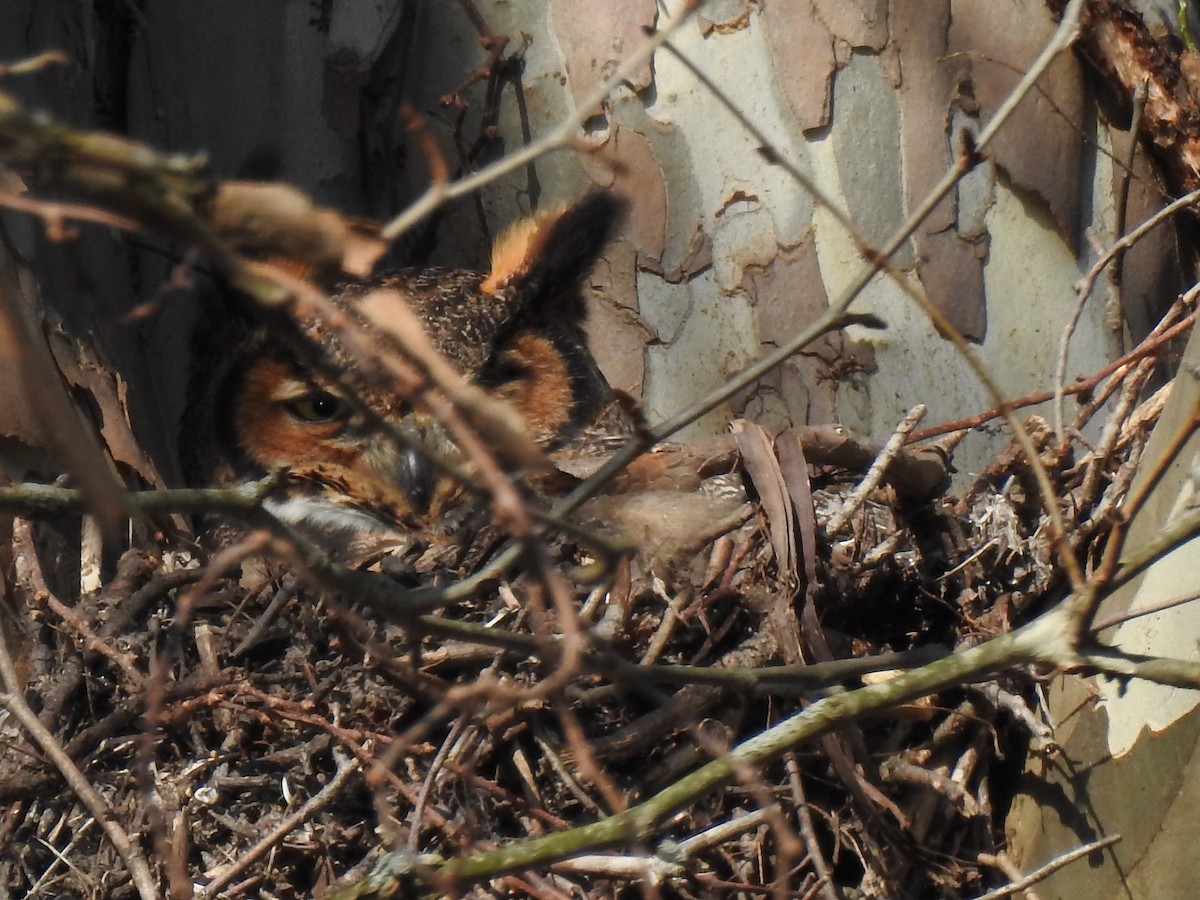 Great Horned Owl - ML90017681
