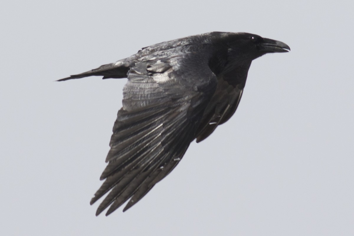 Common Raven - ML90018481