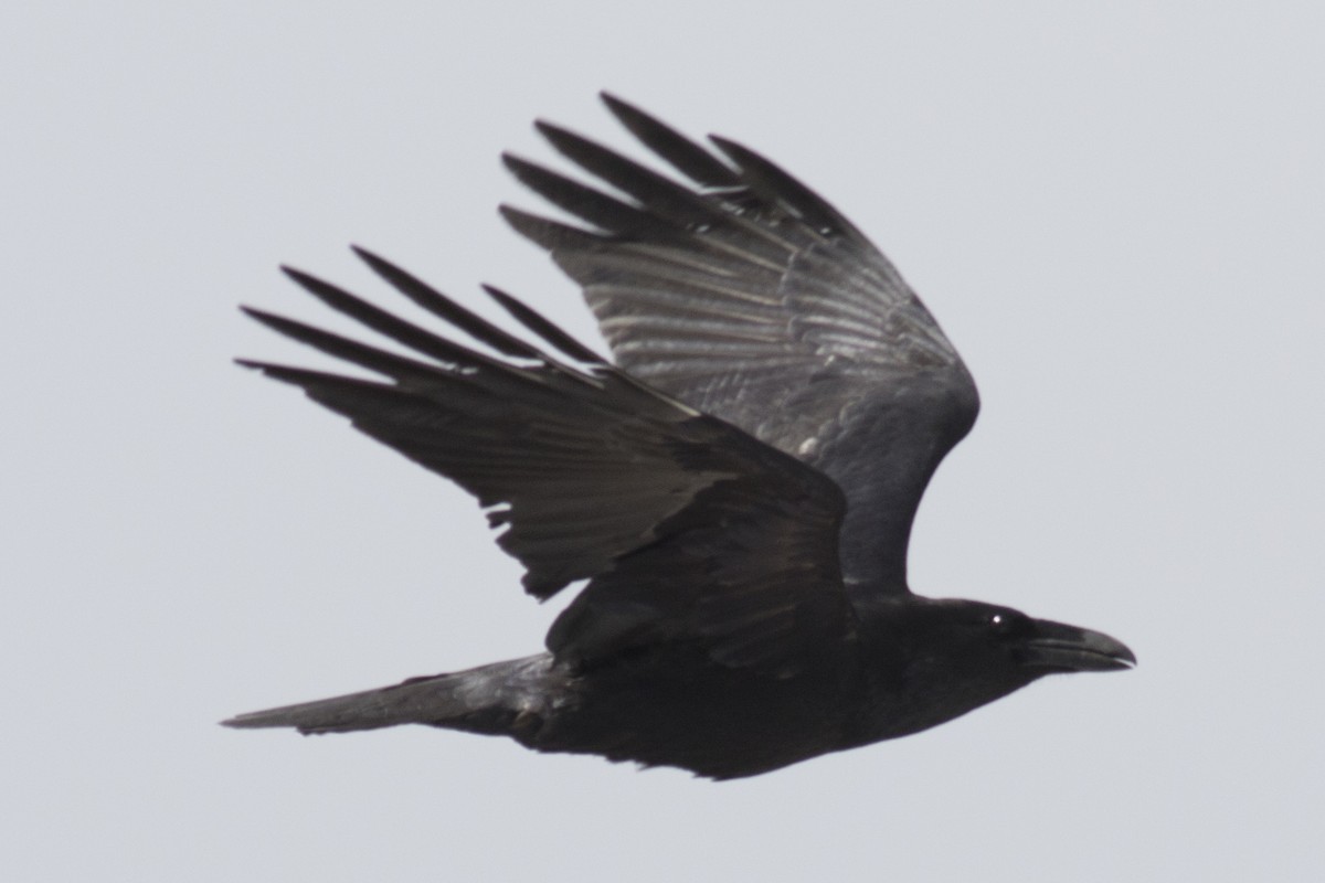 Common Raven - ML90018491