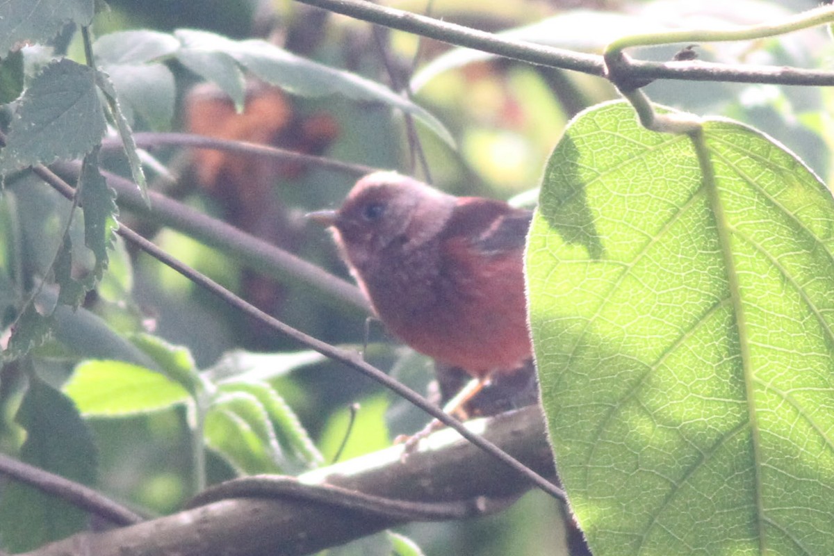 Pink-headed Warbler - ML90020971