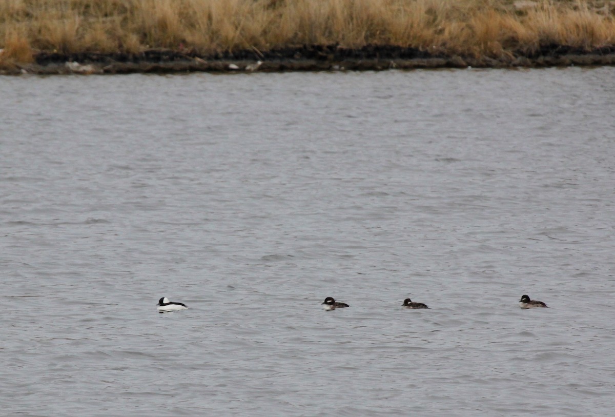 Bufflehead - ML90021711