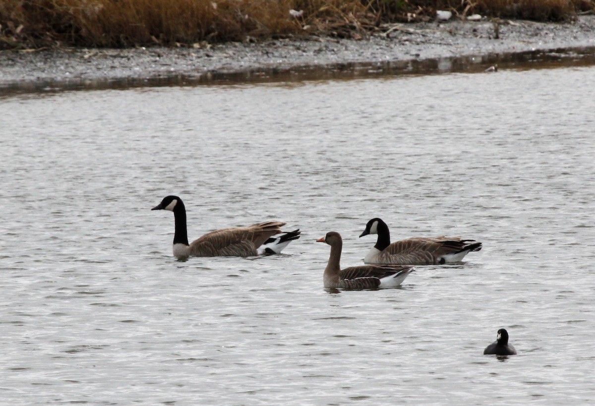 Greater White-fronted Goose - ML90021741