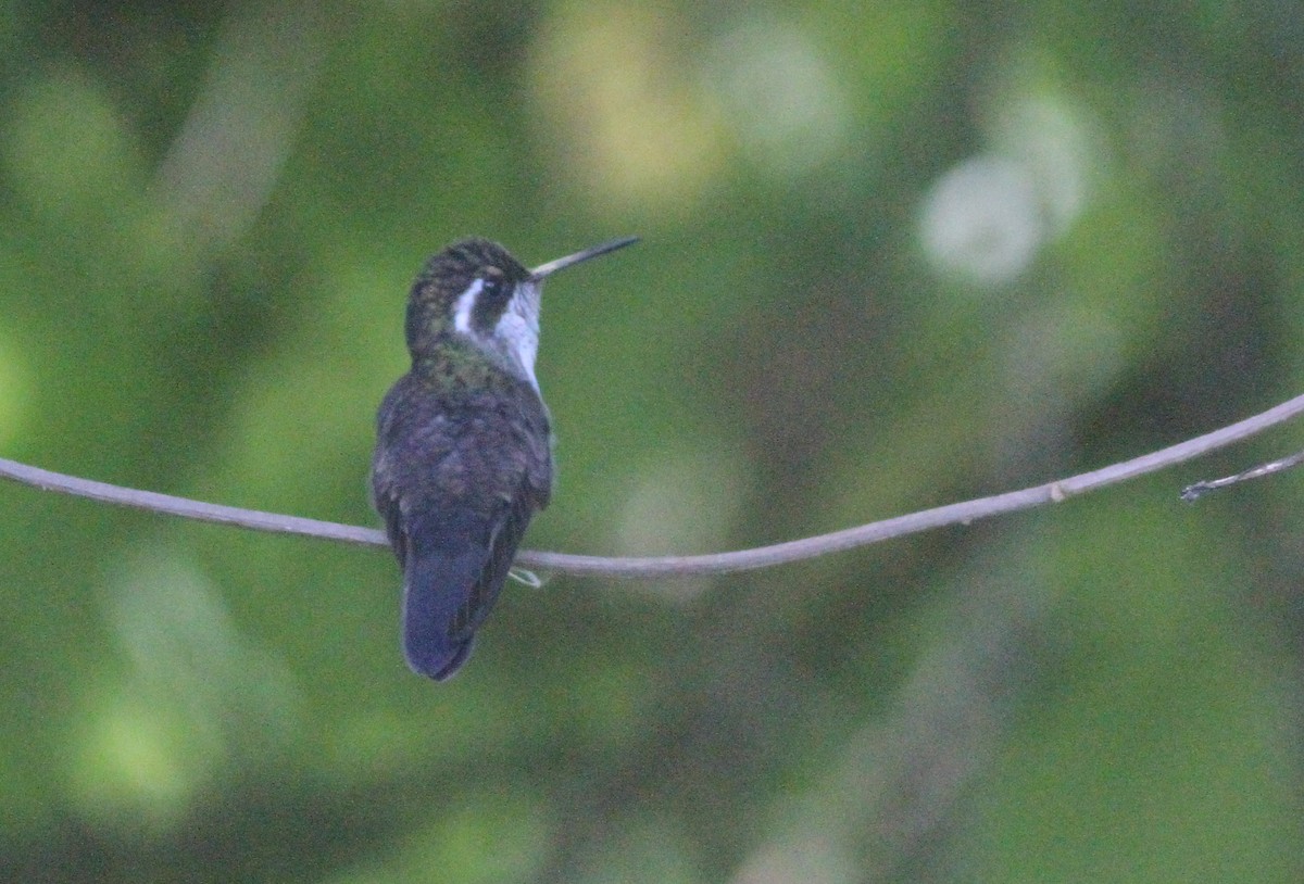 Green-throated Mountain-gem - ML90022921