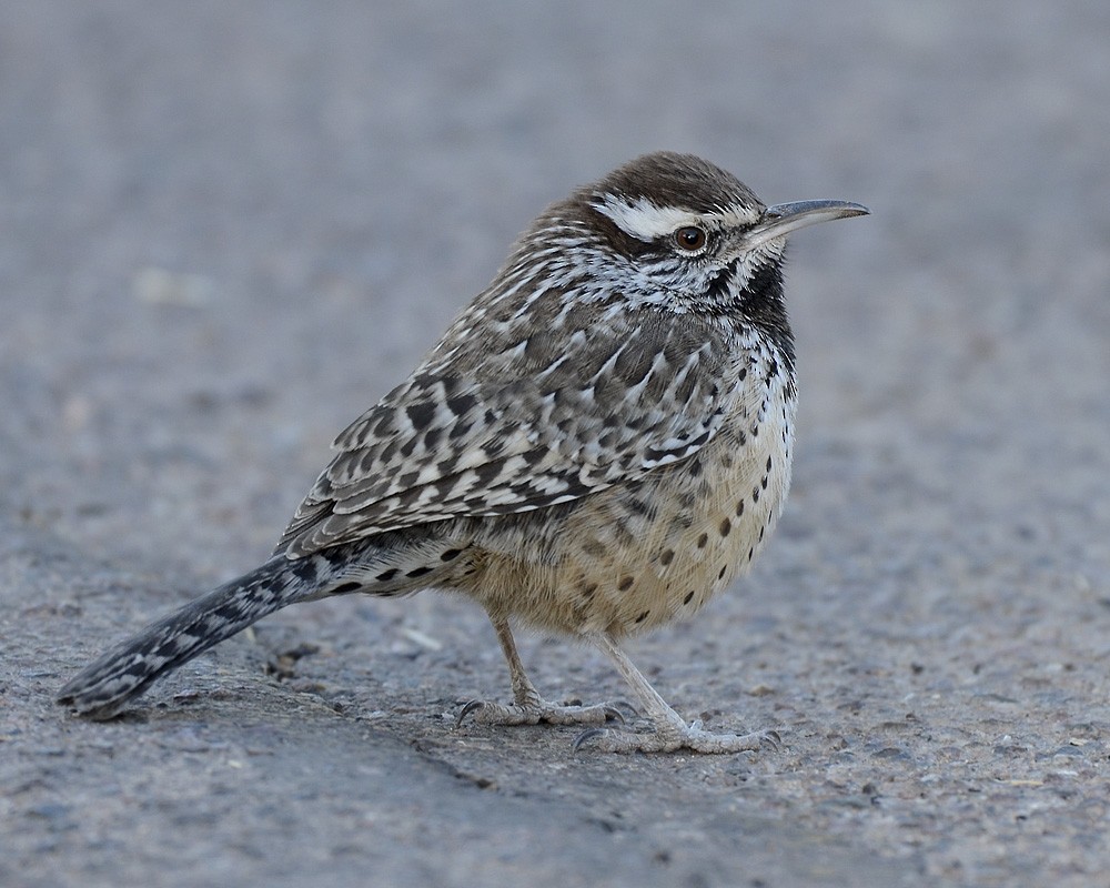 Cactus Wren - ML90024221