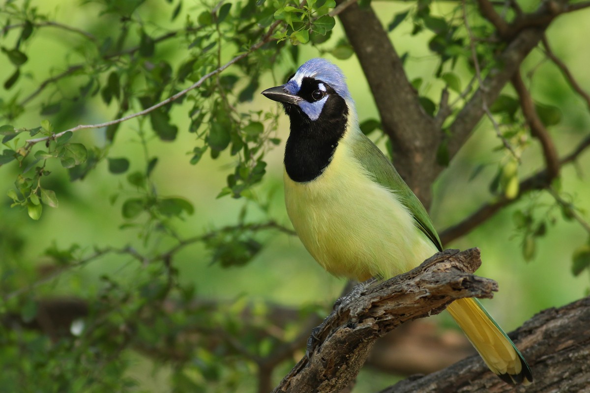 Green Jay - ML90024821