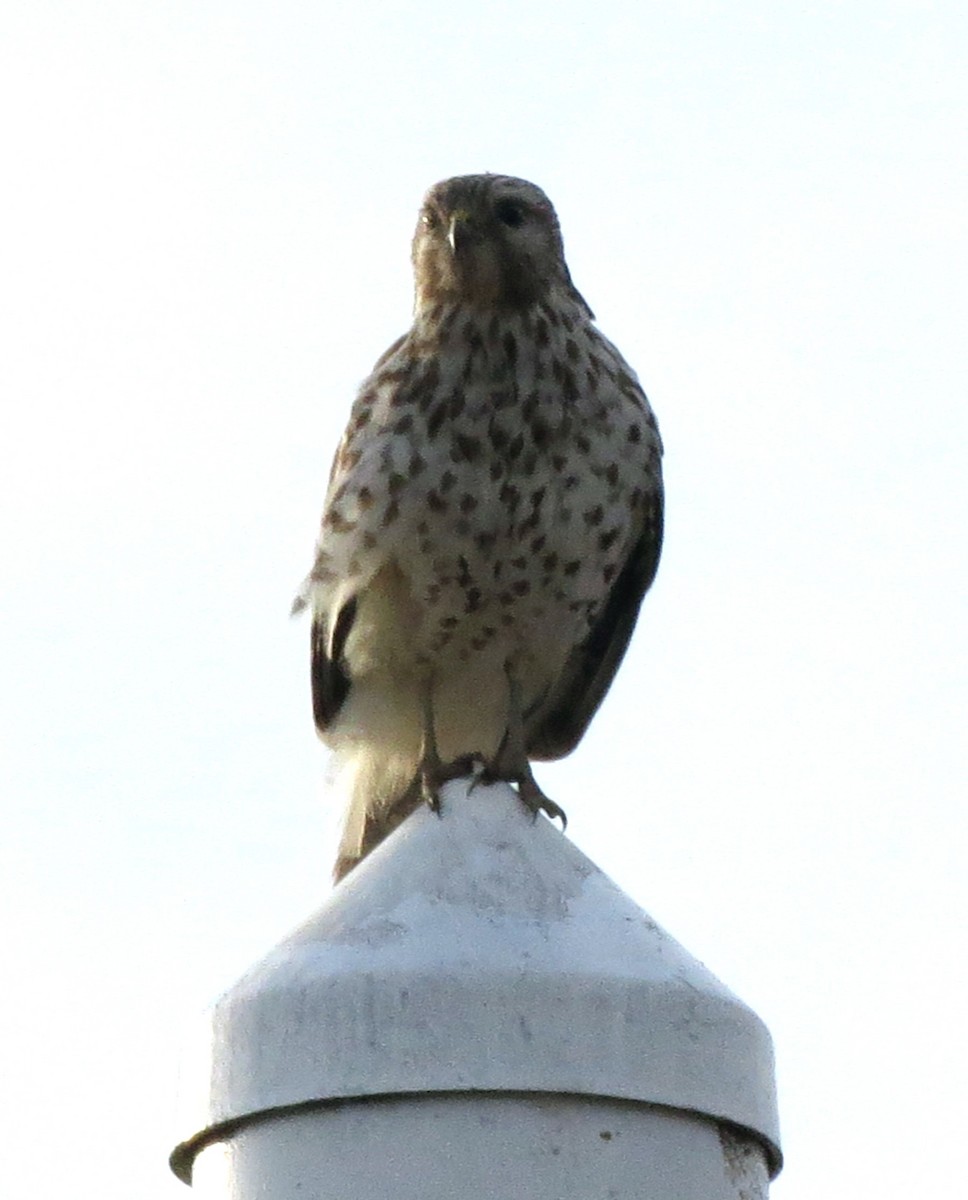 Red-shouldered Hawk - ML90025151