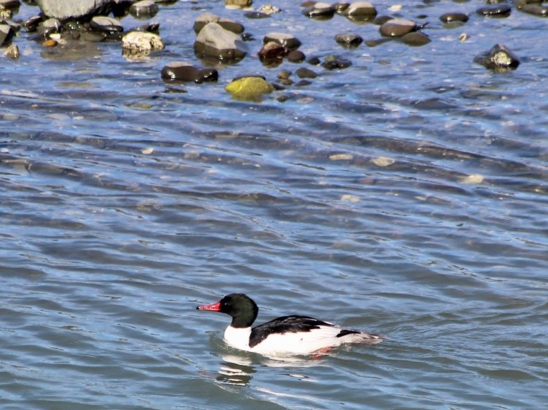 Common Merganser - ML90026011