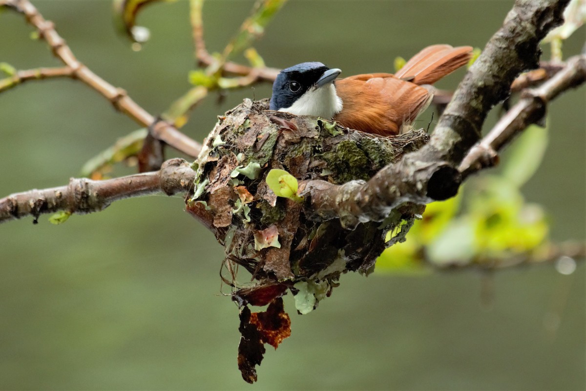 Shining Flycatcher - ML90027631