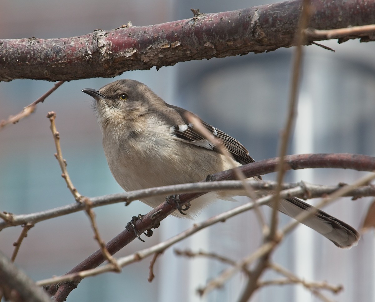 Northern Mockingbird - ML90027751