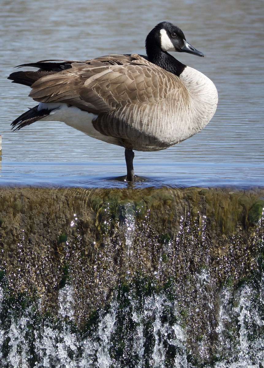 Canada Goose - Lee Funderburg