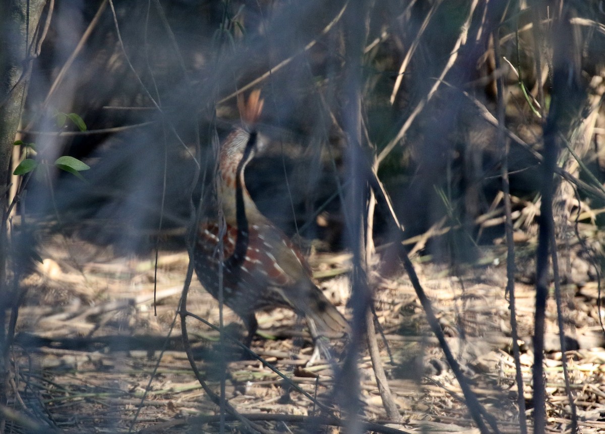 Elegant Quail - ML90034091