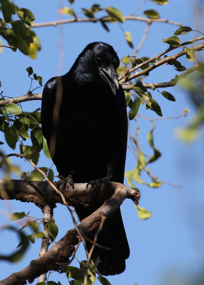 Sinaloa Crow - Matthew Grube