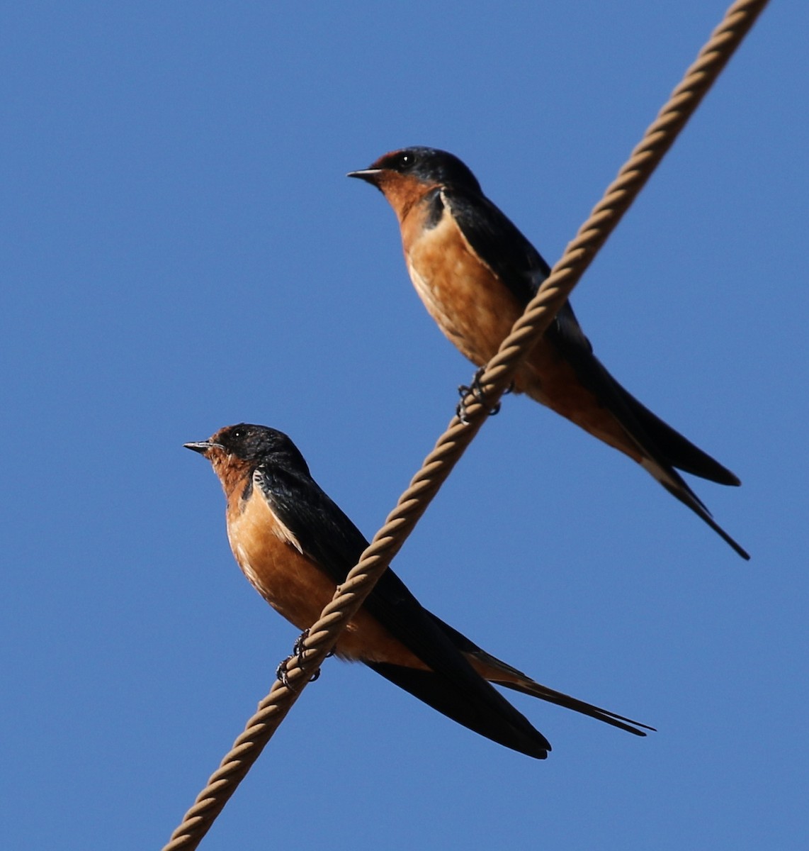 Barn Swallow - ML90034401