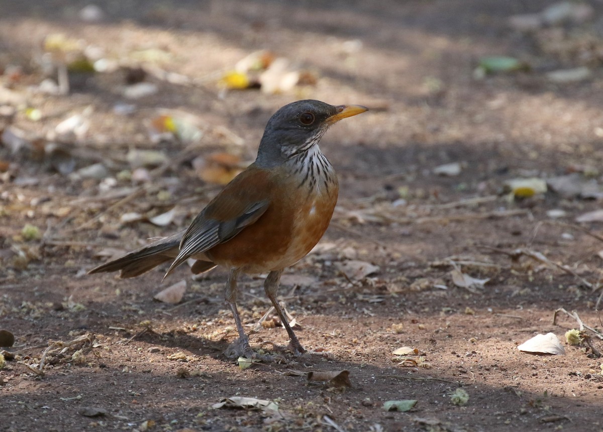 Rufous-backed Robin - ML90034441