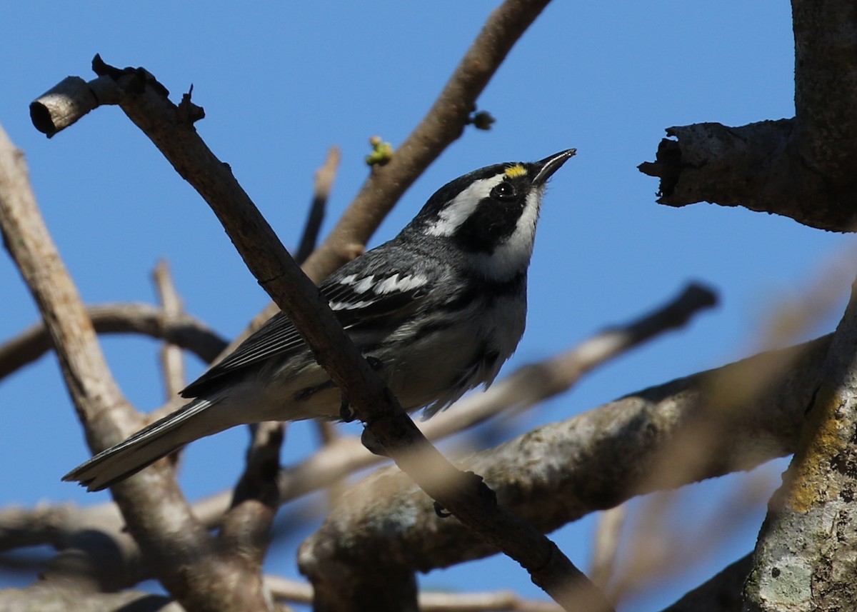 Black-throated Gray Warbler - ML90034481