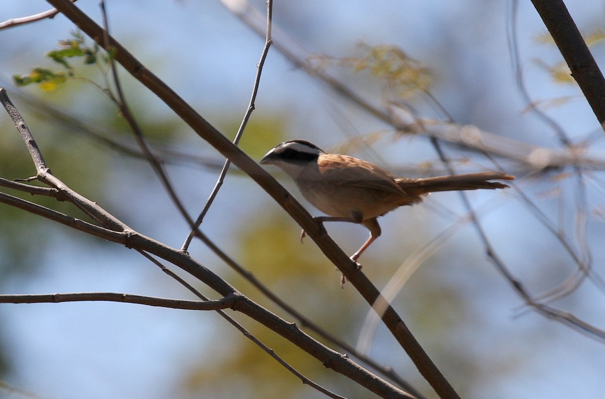 Stripe-headed Sparrow - ML90034501