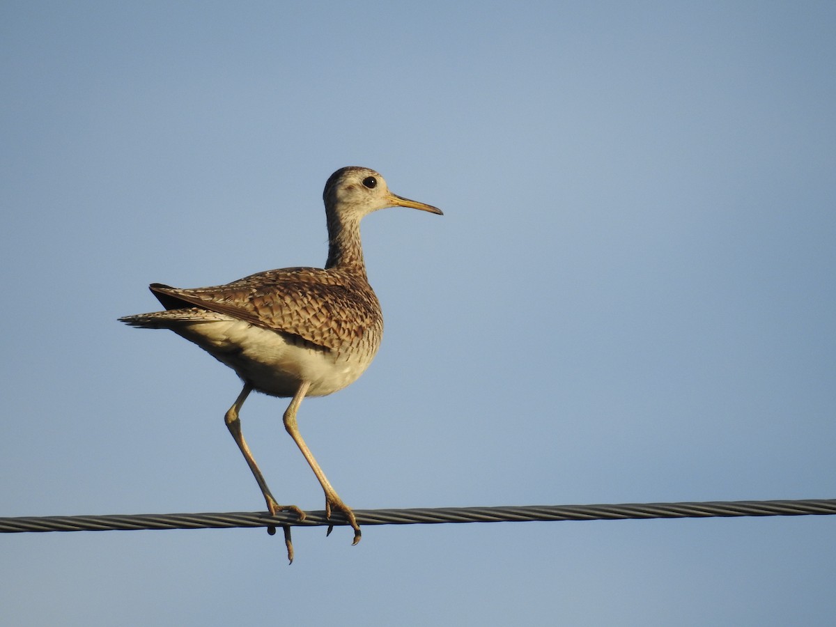 Upland Sandpiper - ML90036561