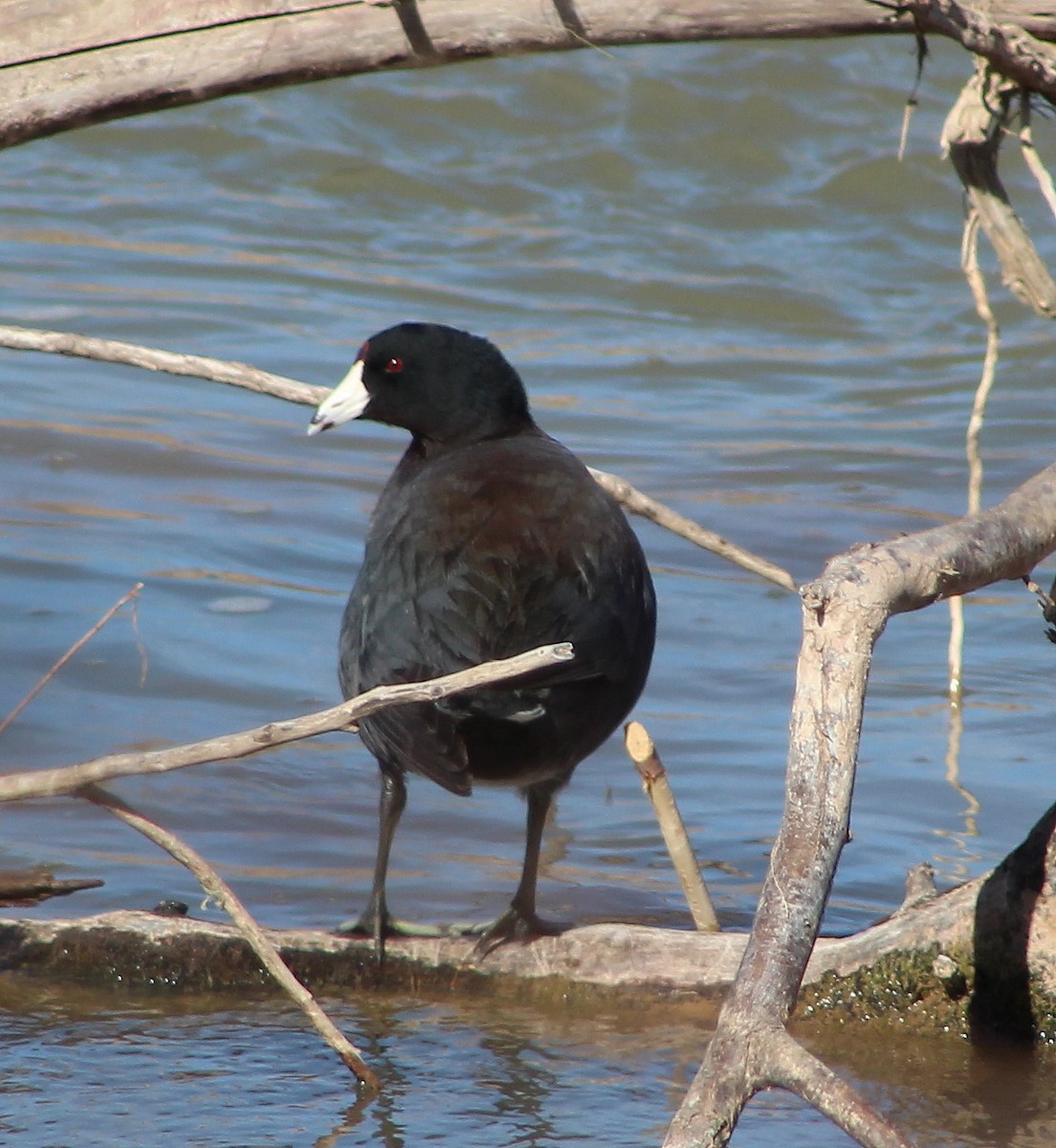 American Coot - ML90037071