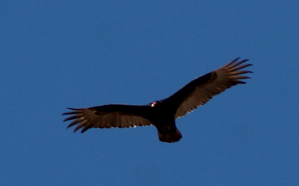 Turkey Vulture - ML90037091
