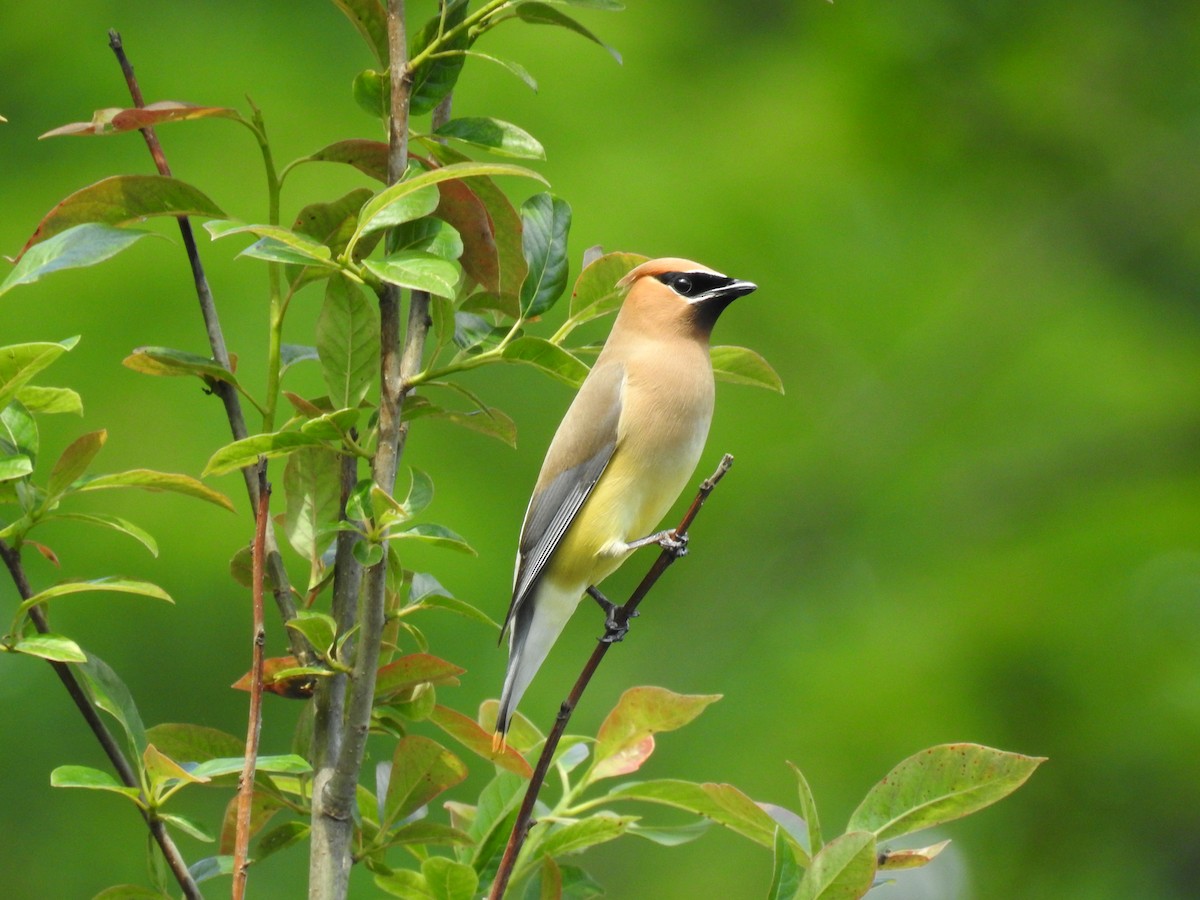 Cedar Waxwing - ML90038461