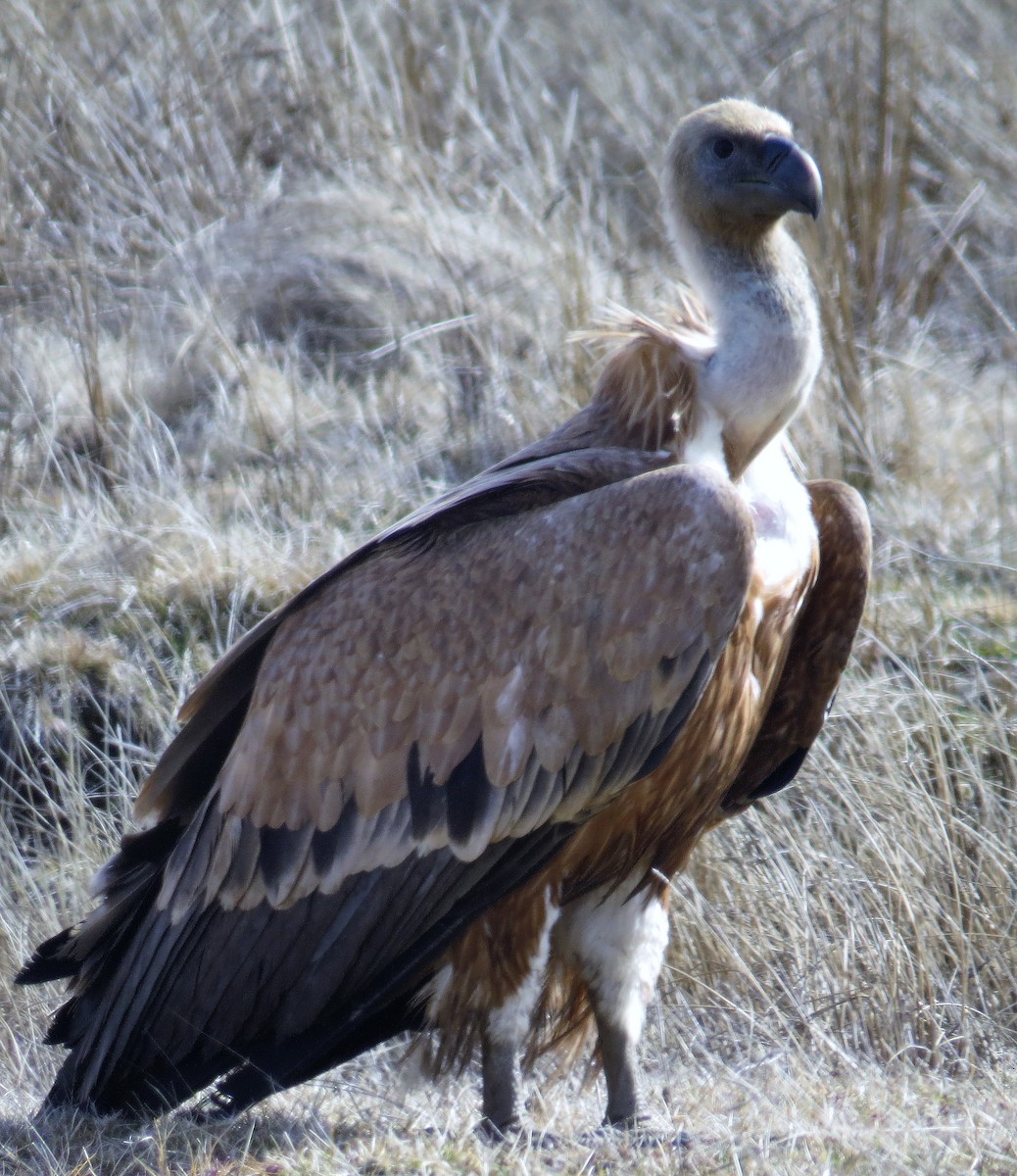 Eurasian Griffon - ML90038571