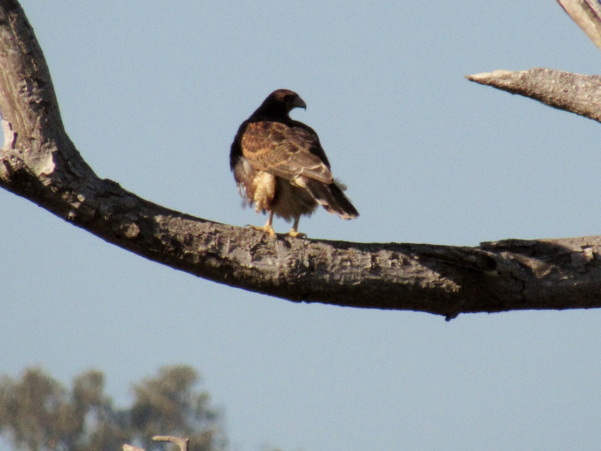 Harris's Hawk - ML90039691