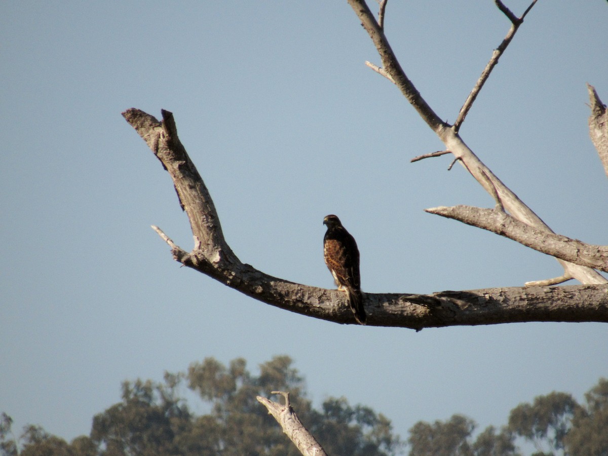 Harris's Hawk - ML90039881