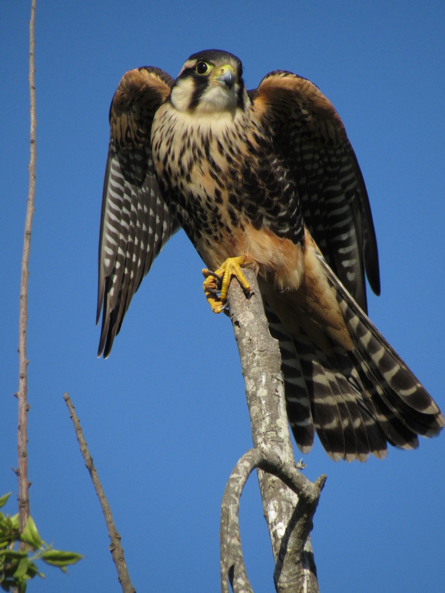 Aplomado Falcon - ML90040061