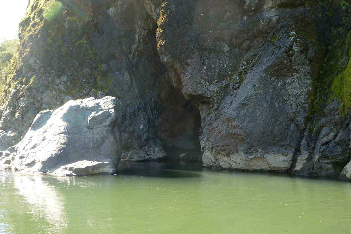 American Dipper - ML90042201