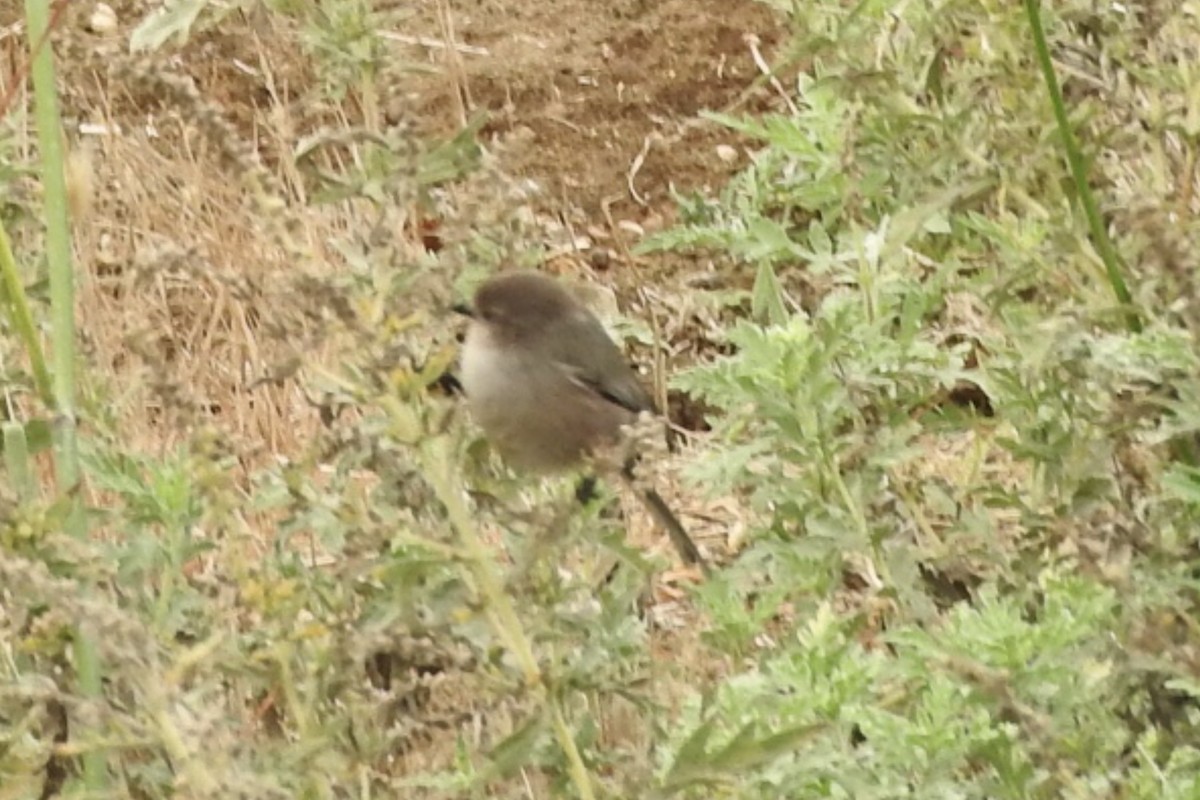 Bushtit - ML90043861