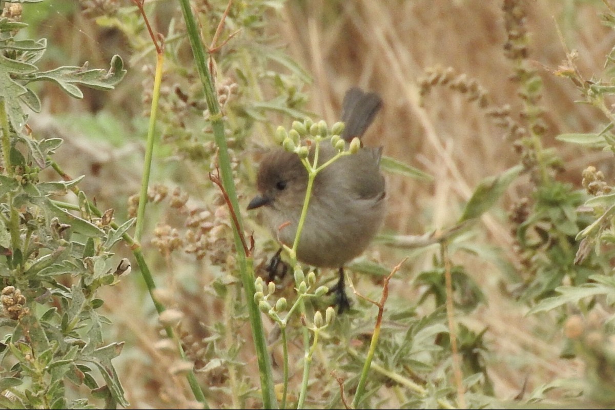 Bushtit - ML90043871